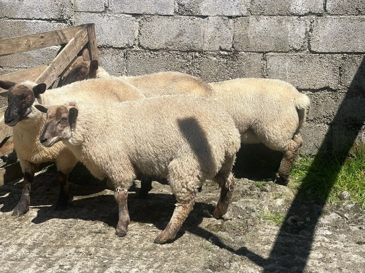 Ewe Lambs - Image 2