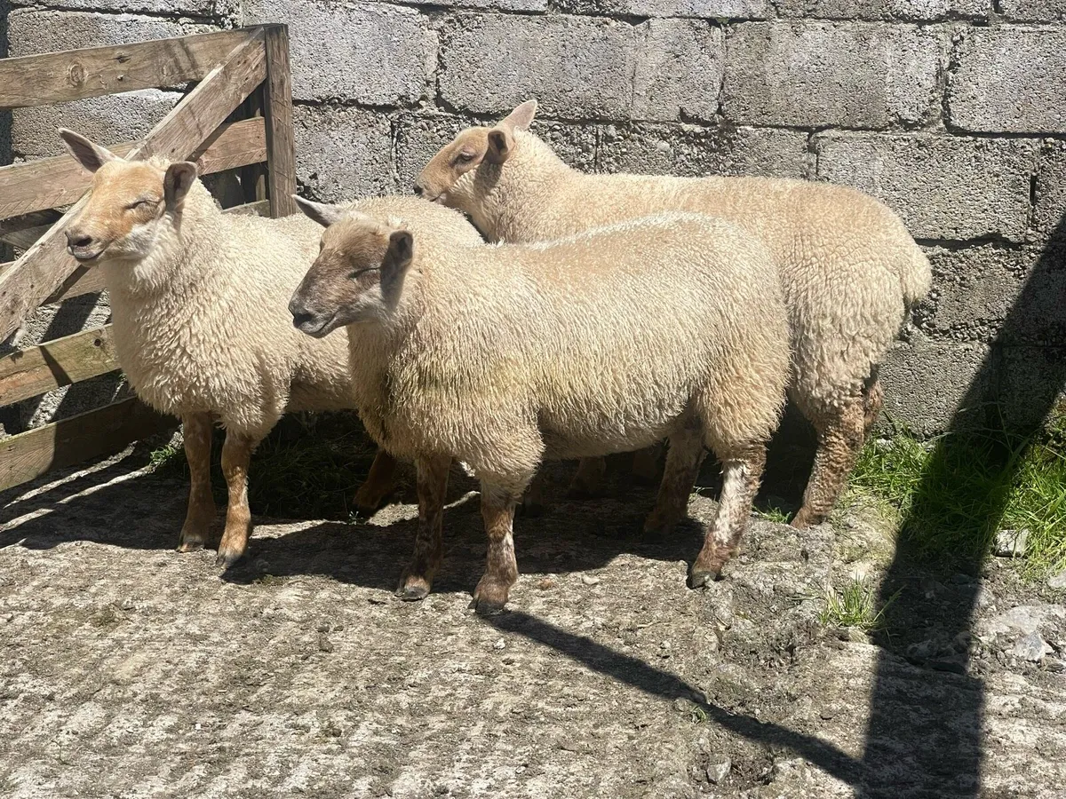 Ewe Lambs - Image 3