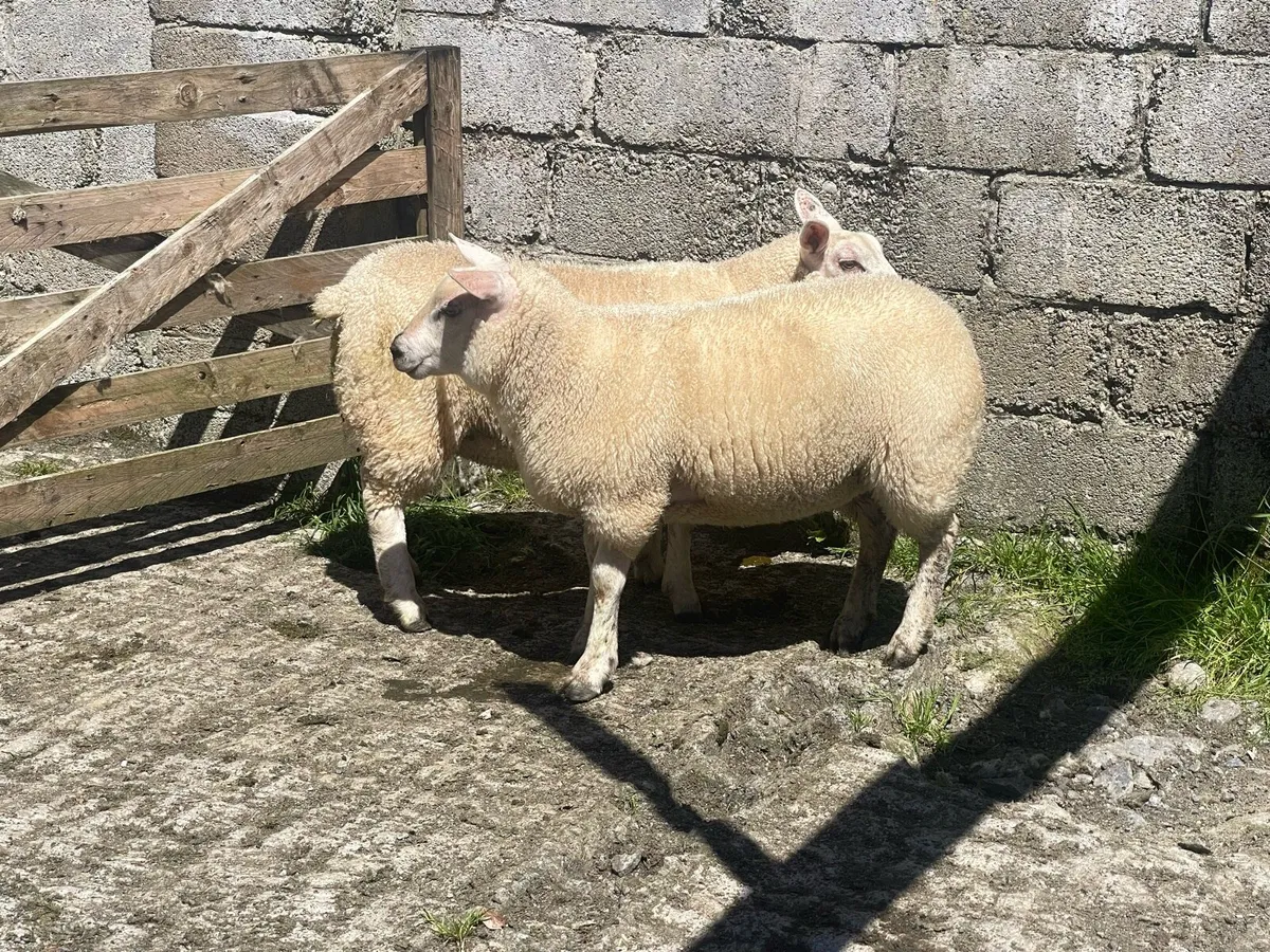 Ewe Lambs - Image 1