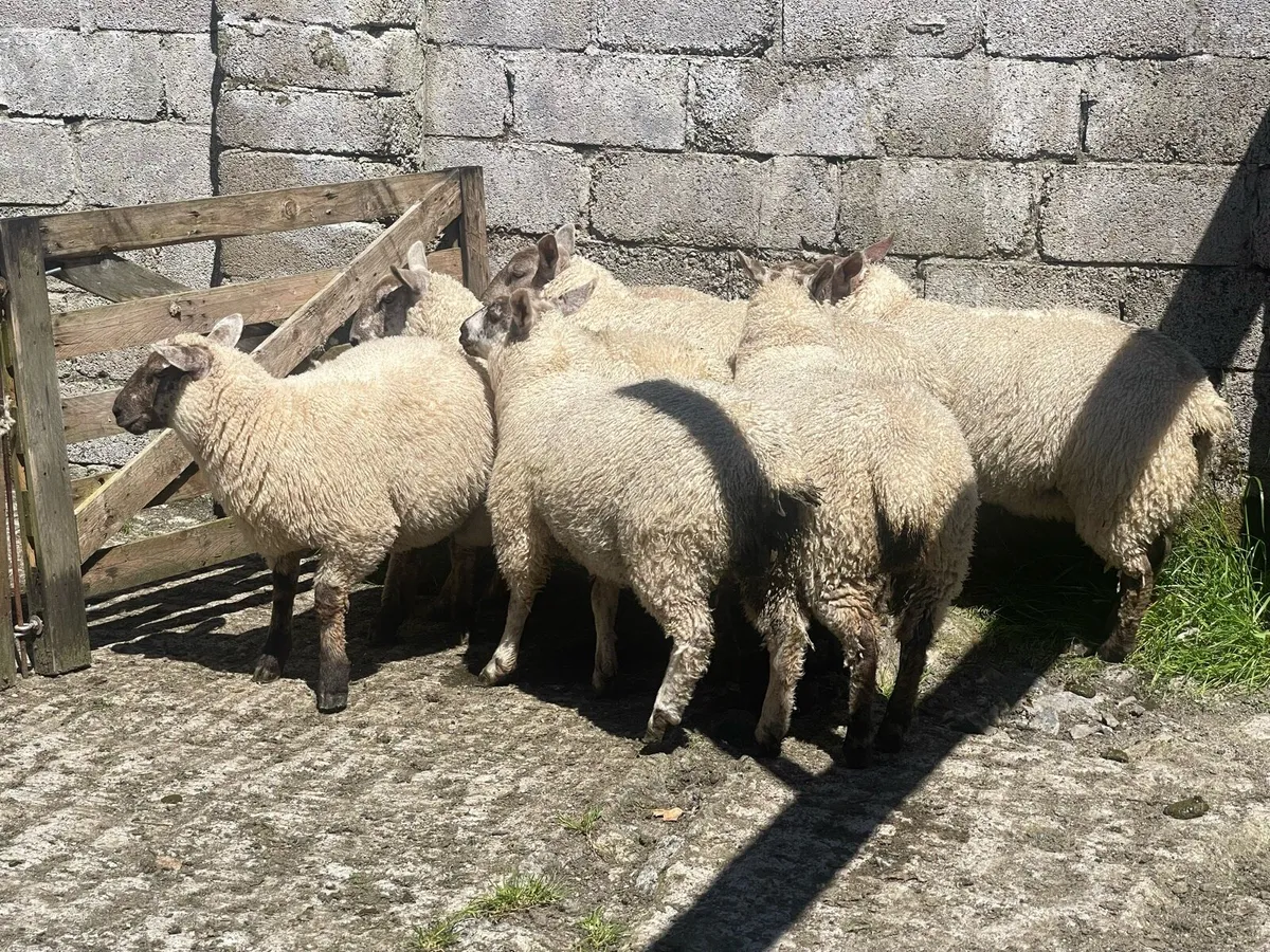 Ewe Lambs - Image 4
