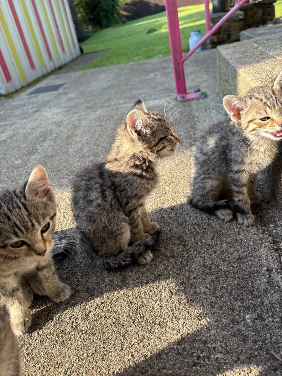 Kittens for sale - Image 2