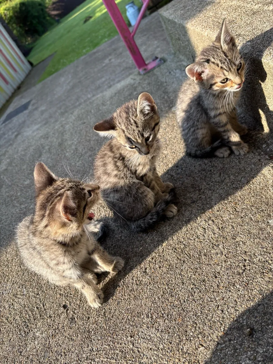 Kittens for sale - Image 3