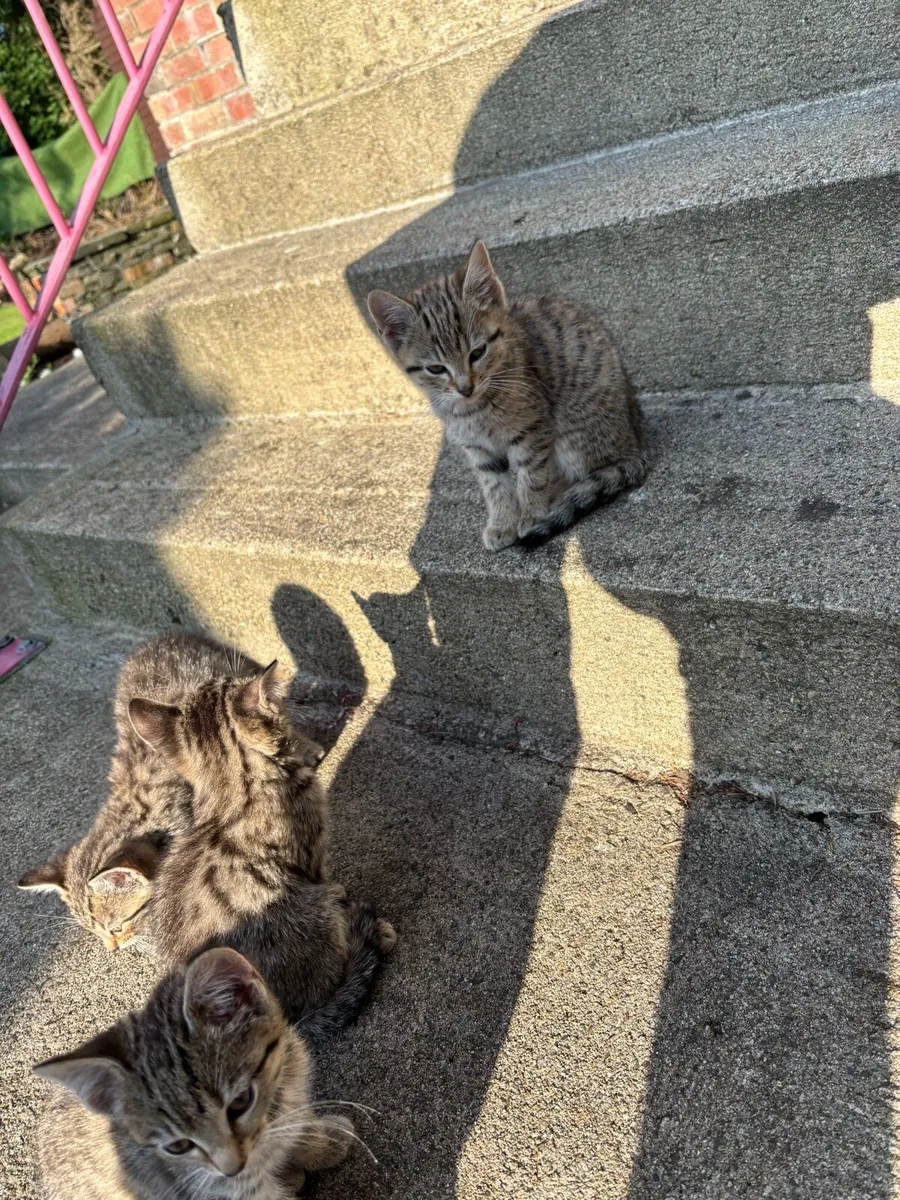 Kittens for sale - Image 1