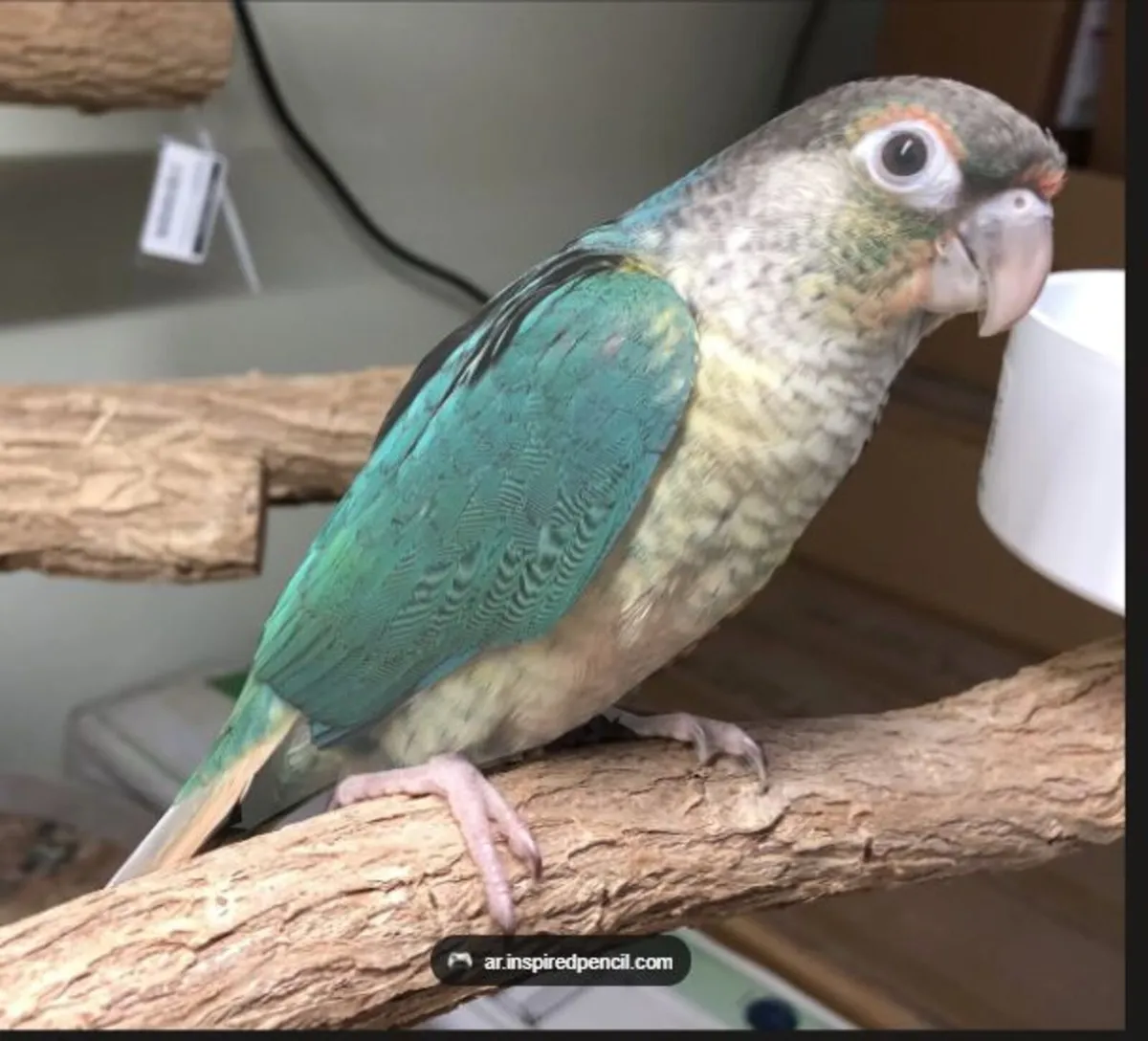 Looking for a Female Turquoise Green Cheek Conure
