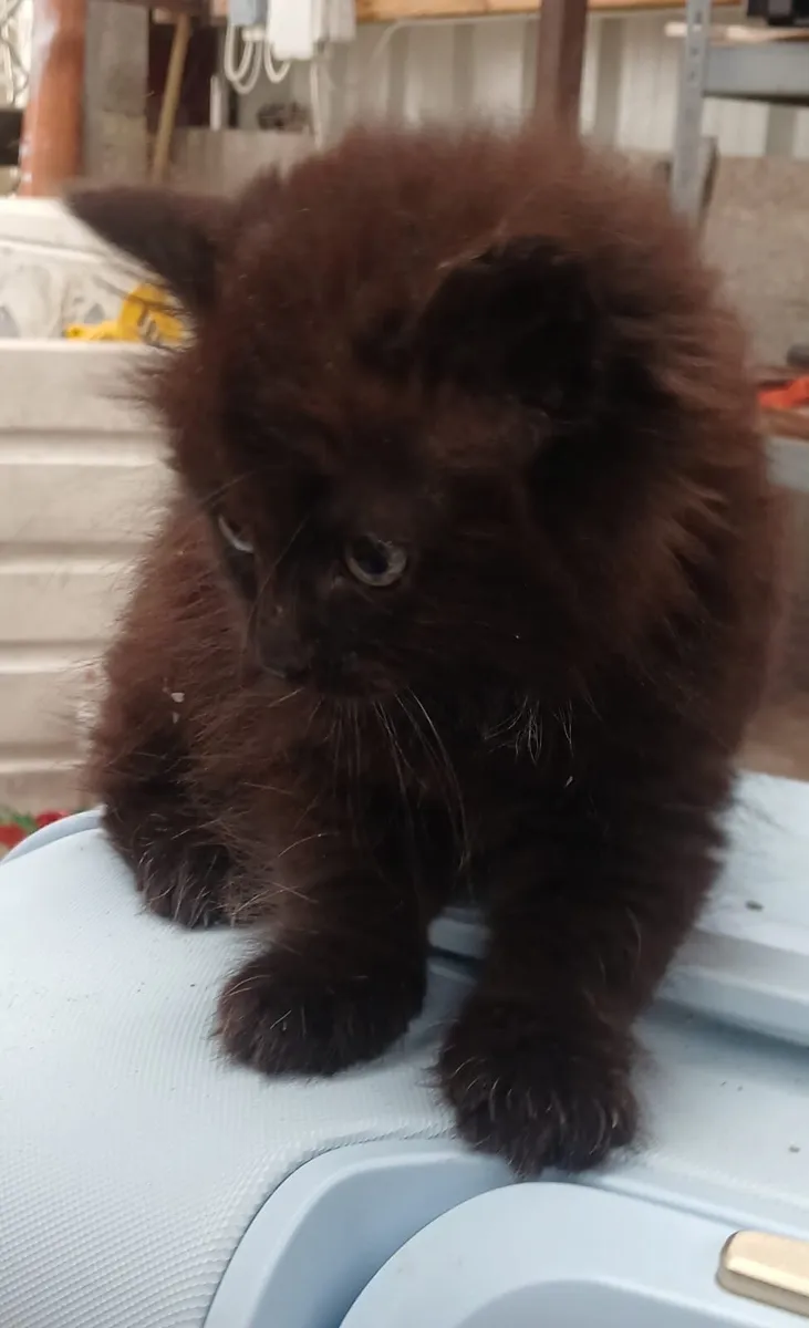 ***One little male kitten left ***