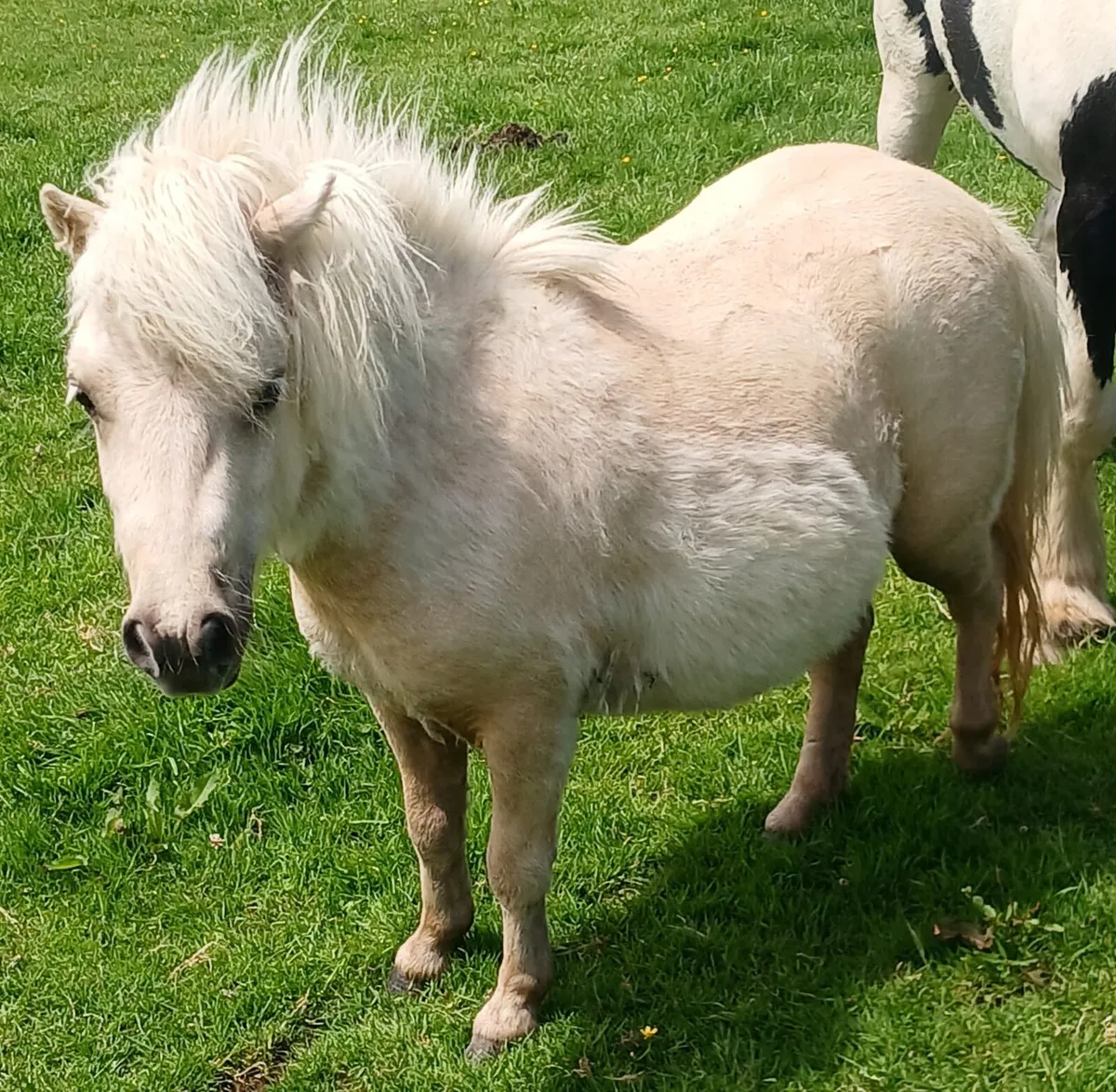 Falabella - Image 1