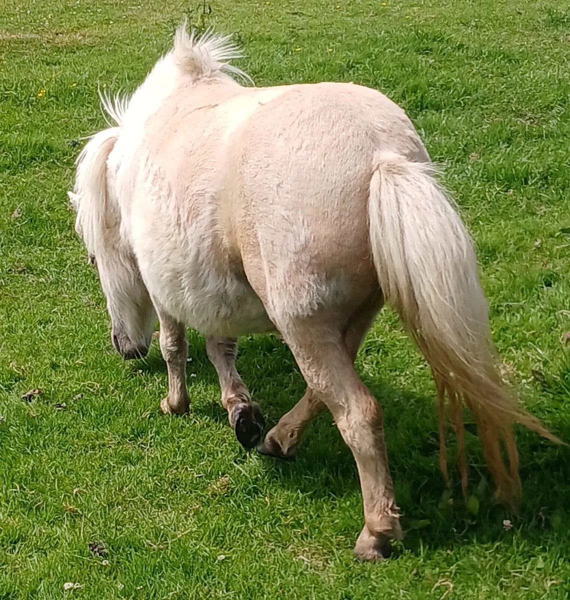 Falabella - Image 2