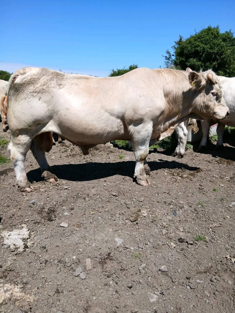 Bull