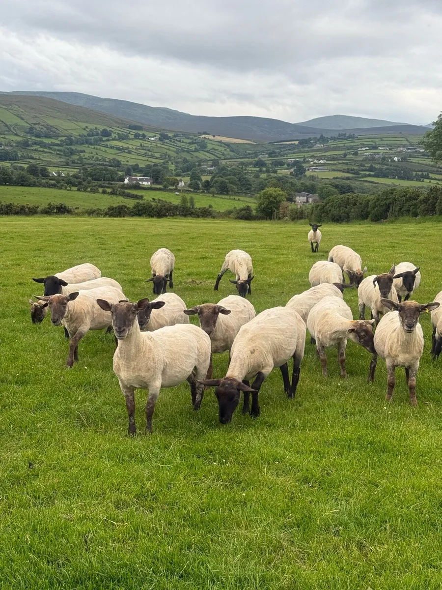 Suffolk Cheviot Hoggets - Image 1