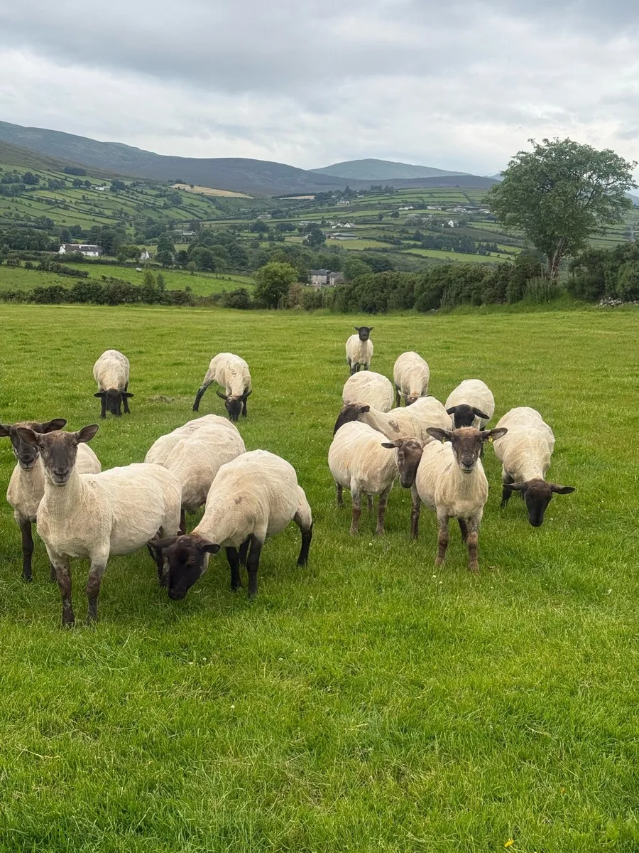 Suffolk Cheviot Hoggets - Image 3