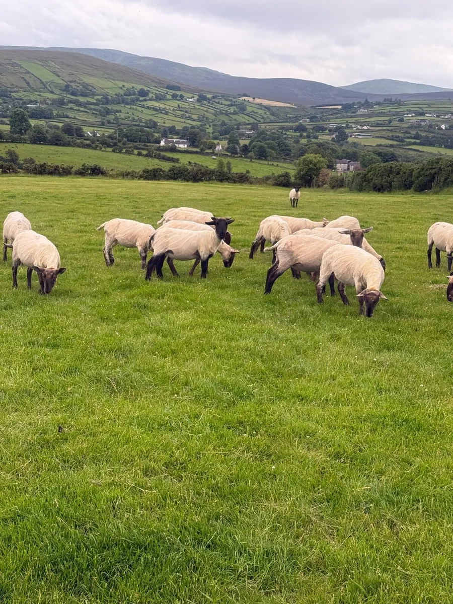 Suffolk Cheviot Hoggets - Image 4