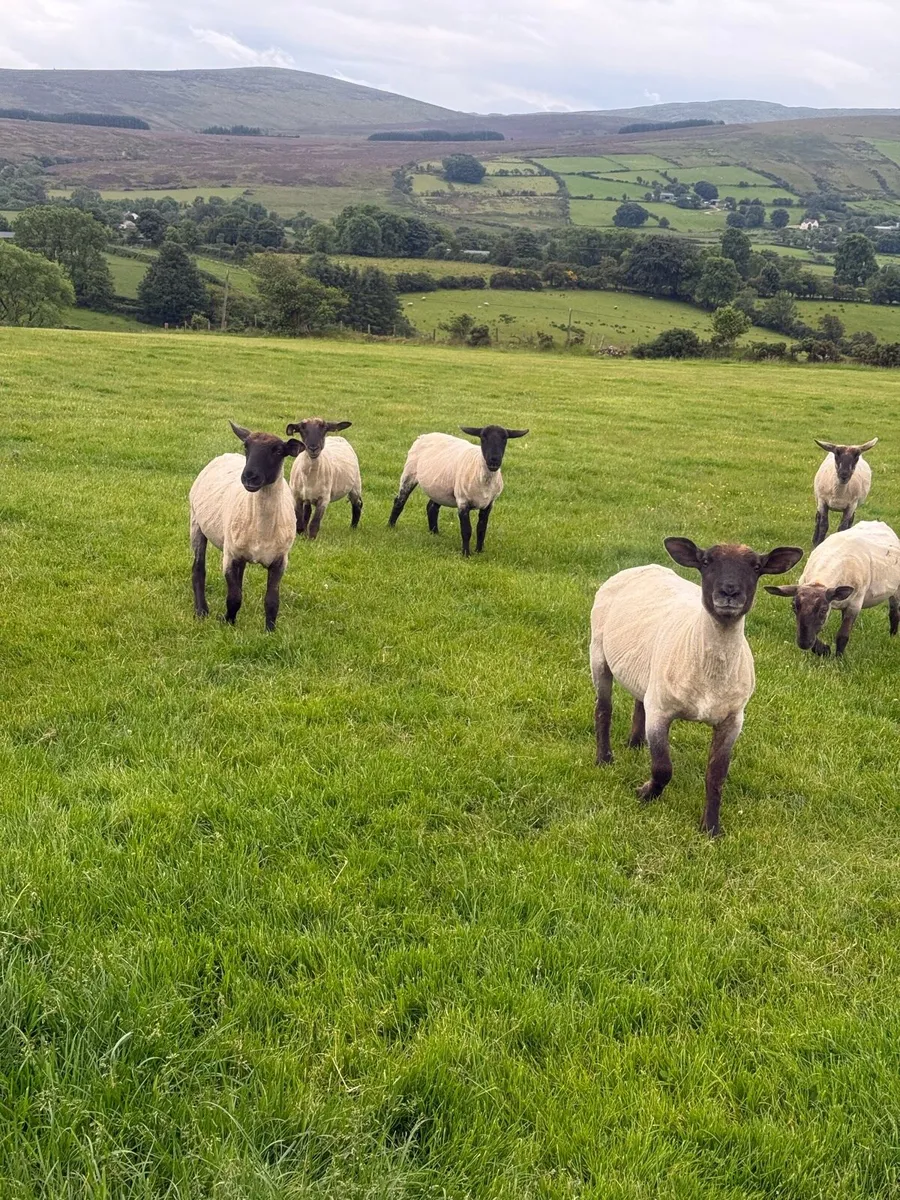 Suffolk Cheviot Hoggets - Image 2