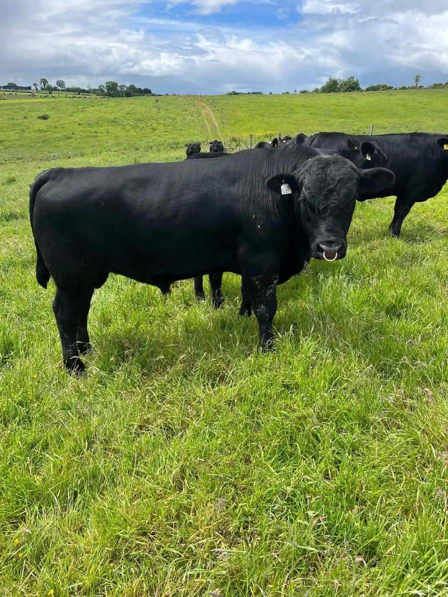 AA Bull - Image 2