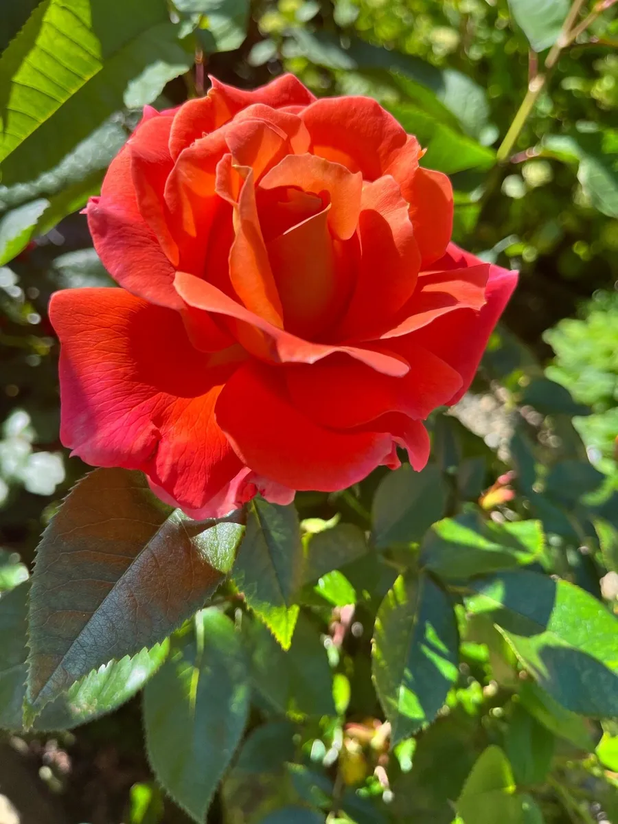5 branches of roses - Image 1