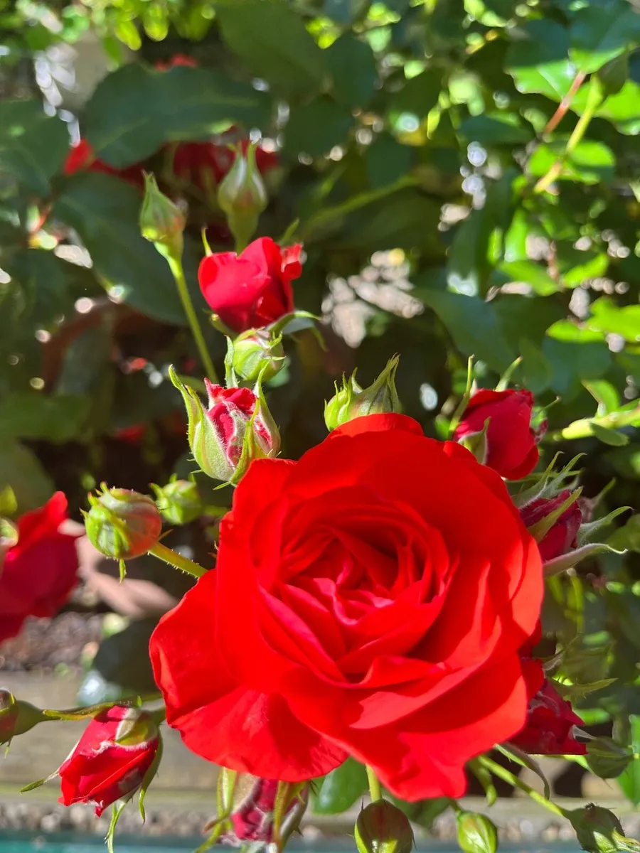 5 branches of roses - Image 2