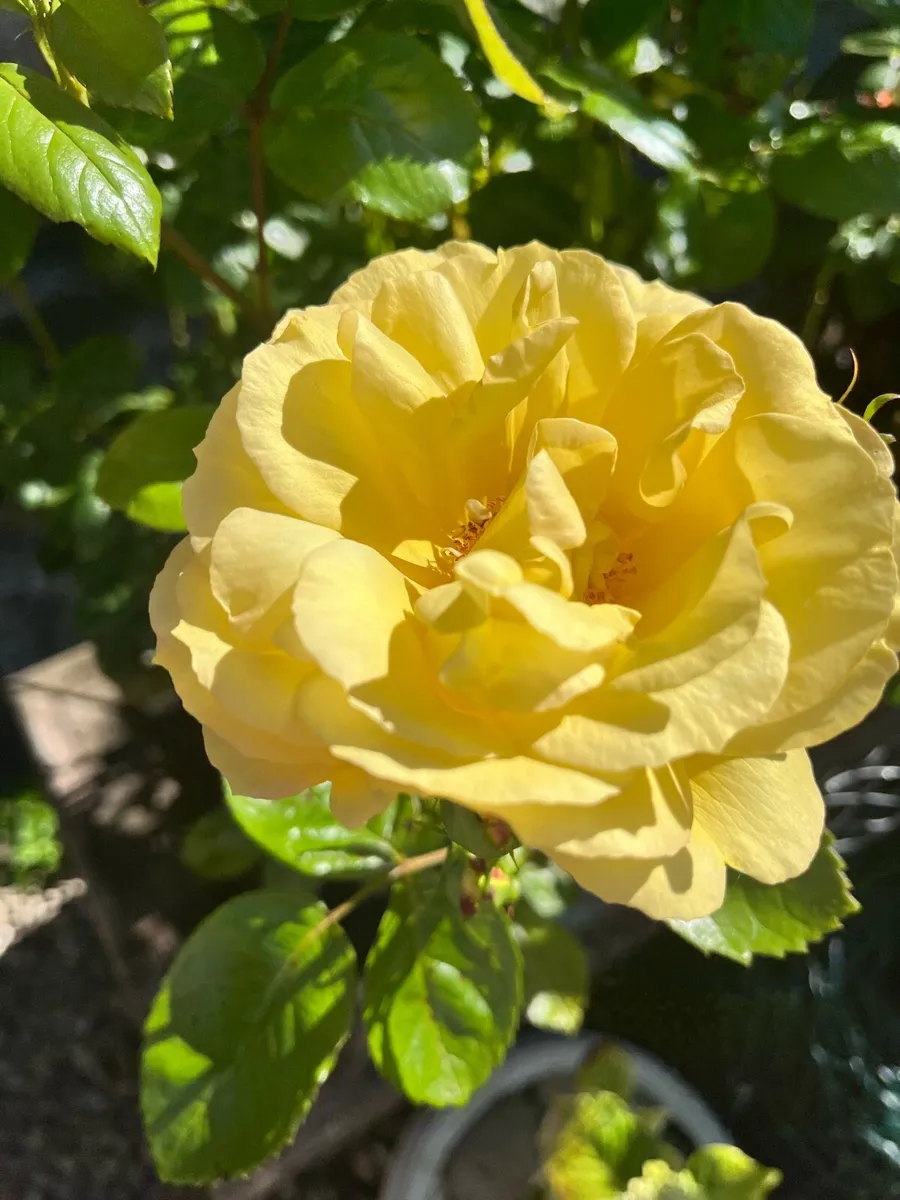5 branches of roses - Image 3