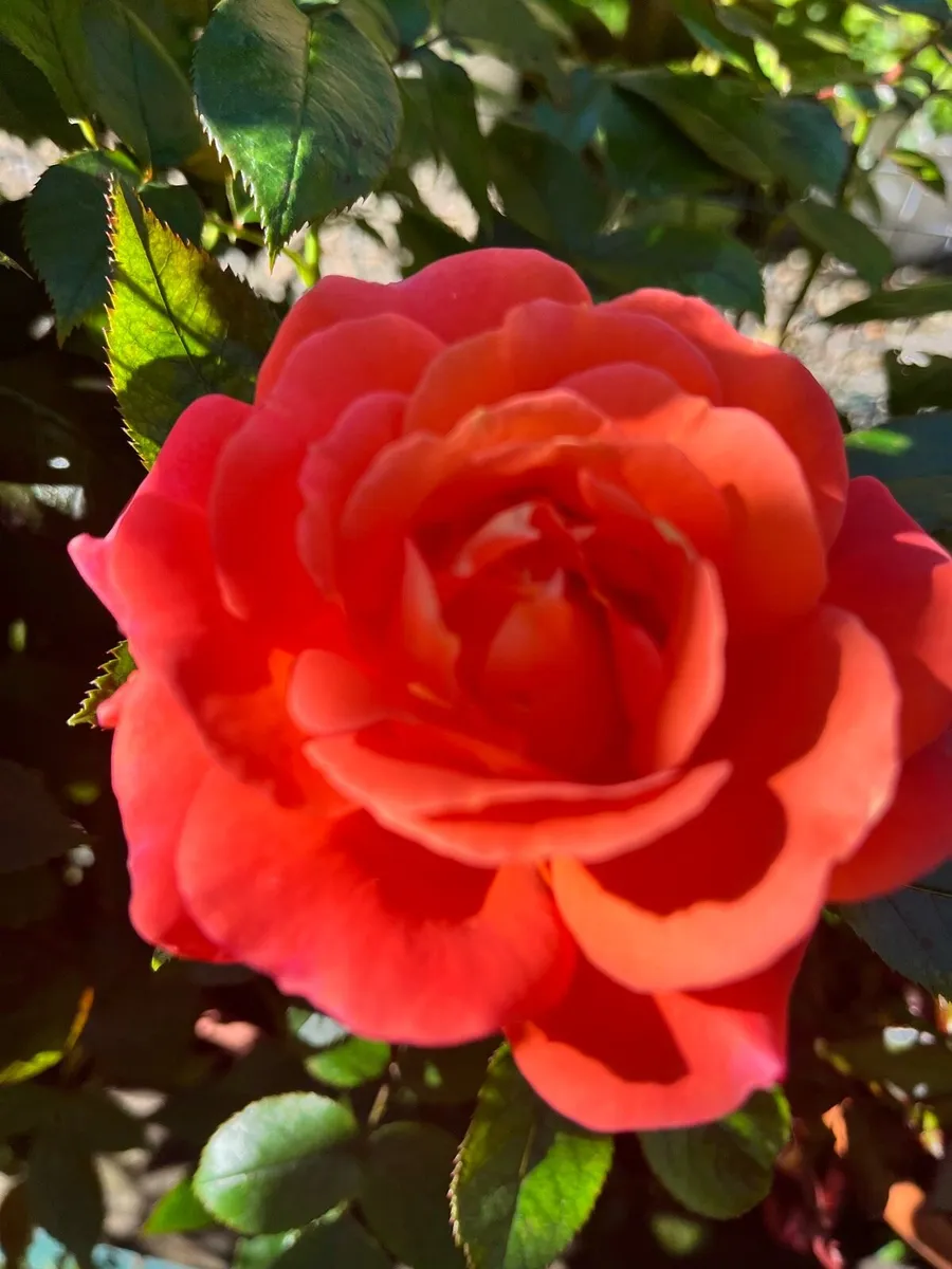5 branches of roses - Image 4