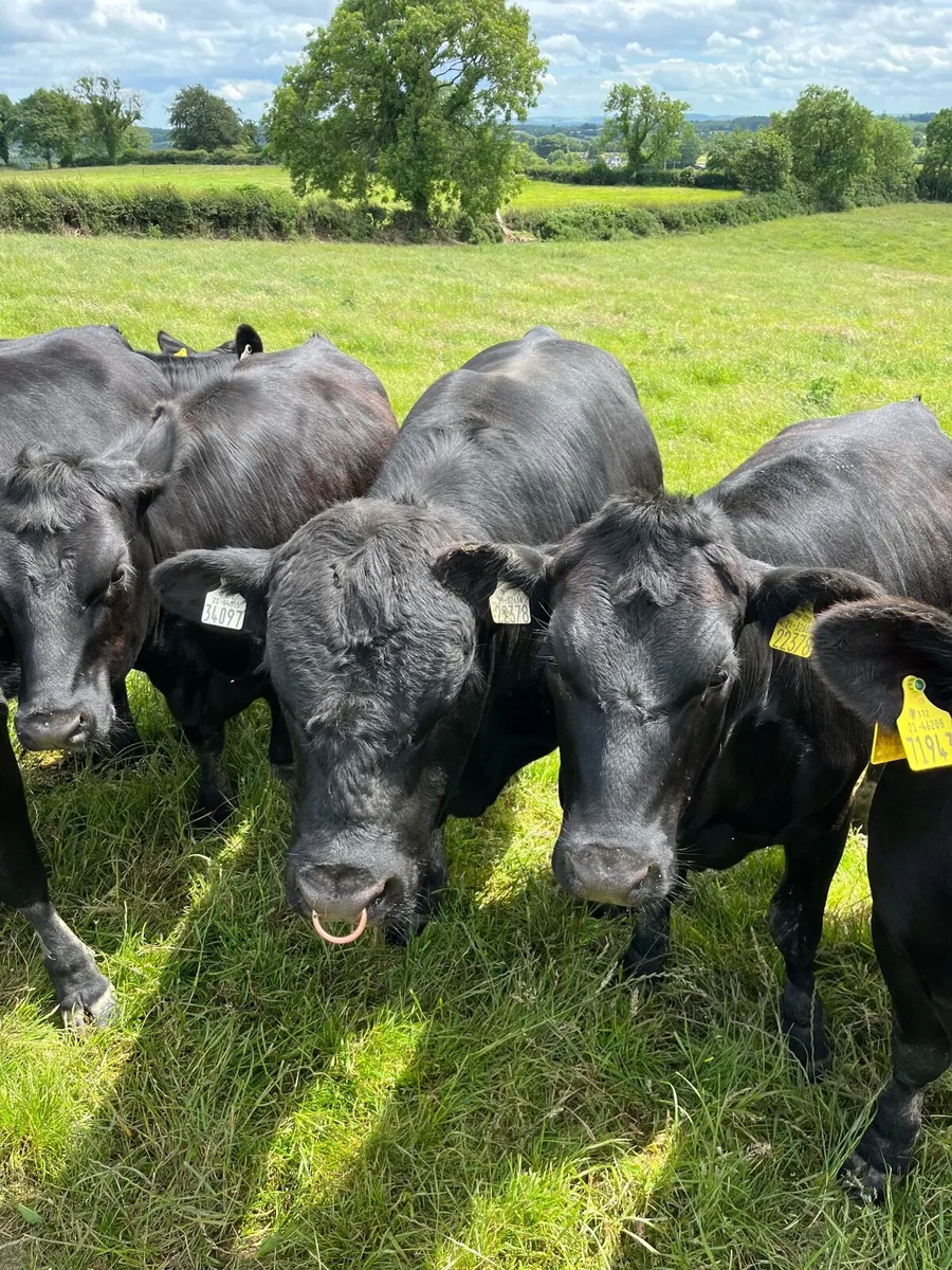 Aberdeen Angus Bull - Image 1