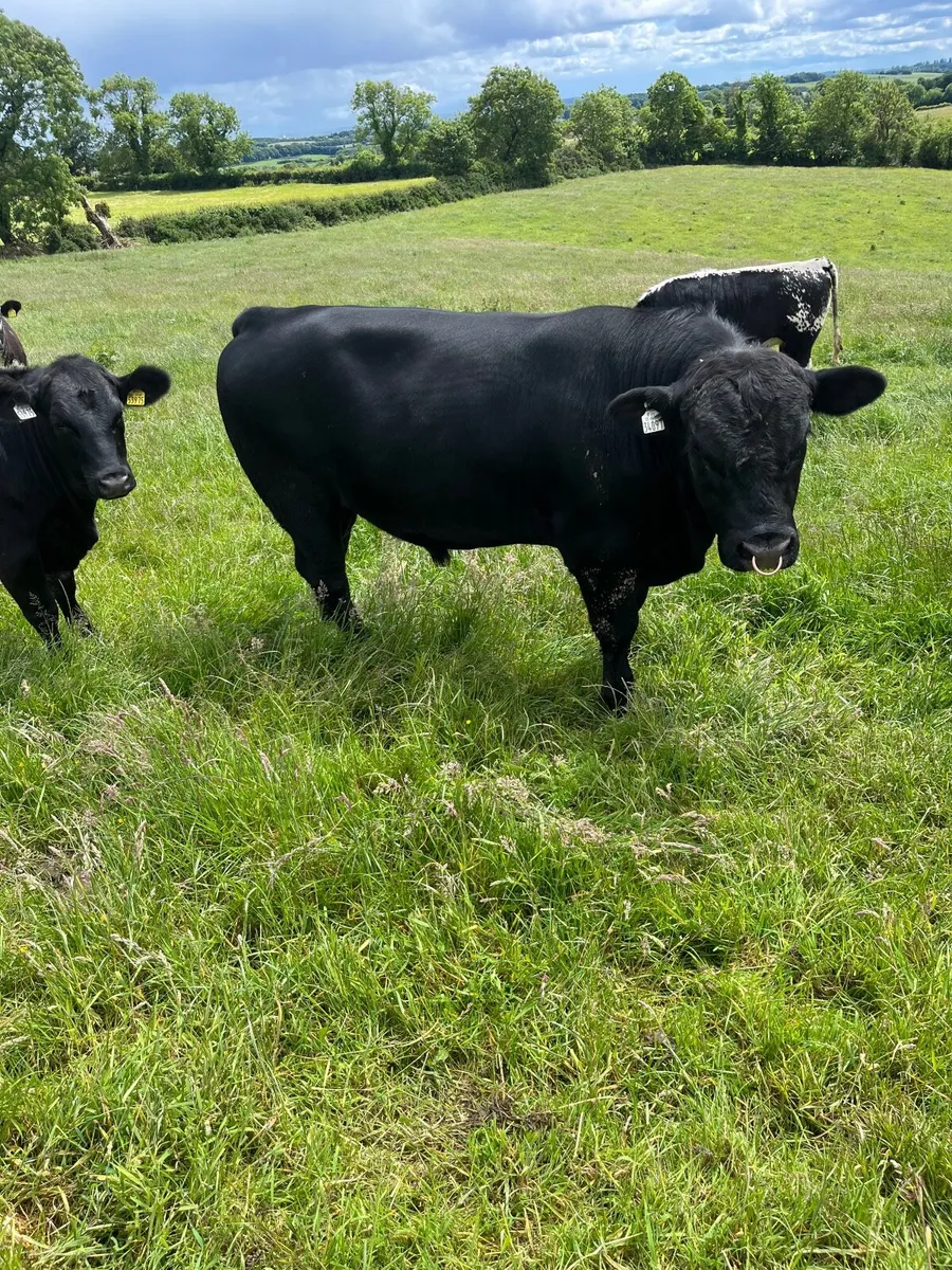 Aberdeen Angus Bull - Image 3