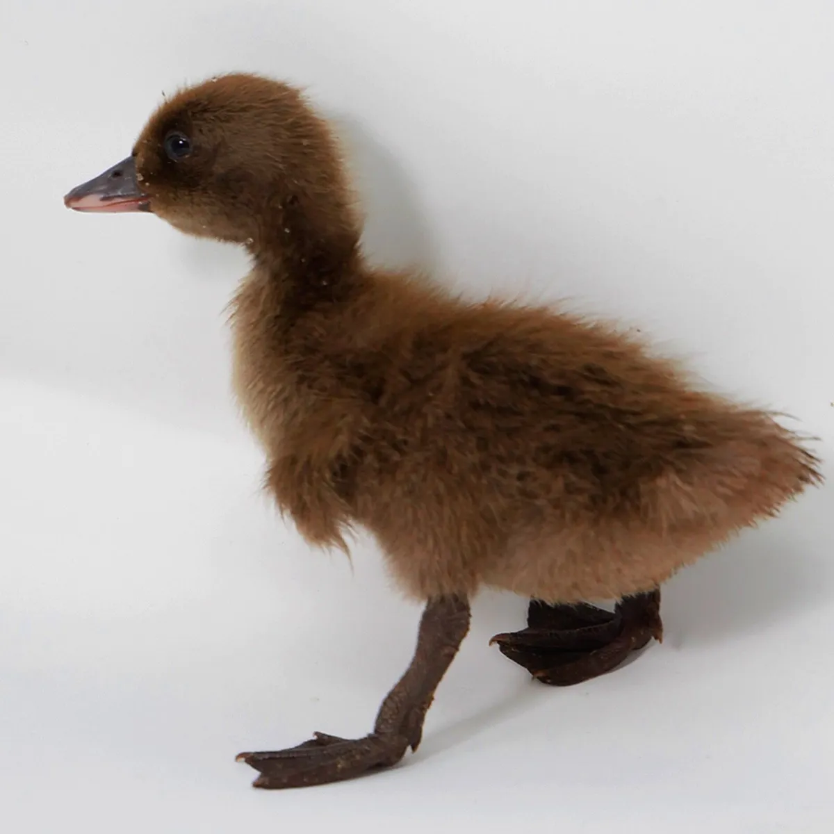 Female Khaki Campbell Ducklings - Image 3