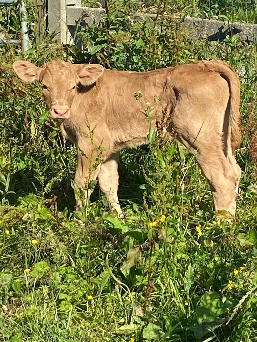 Charolais calf - Image 1