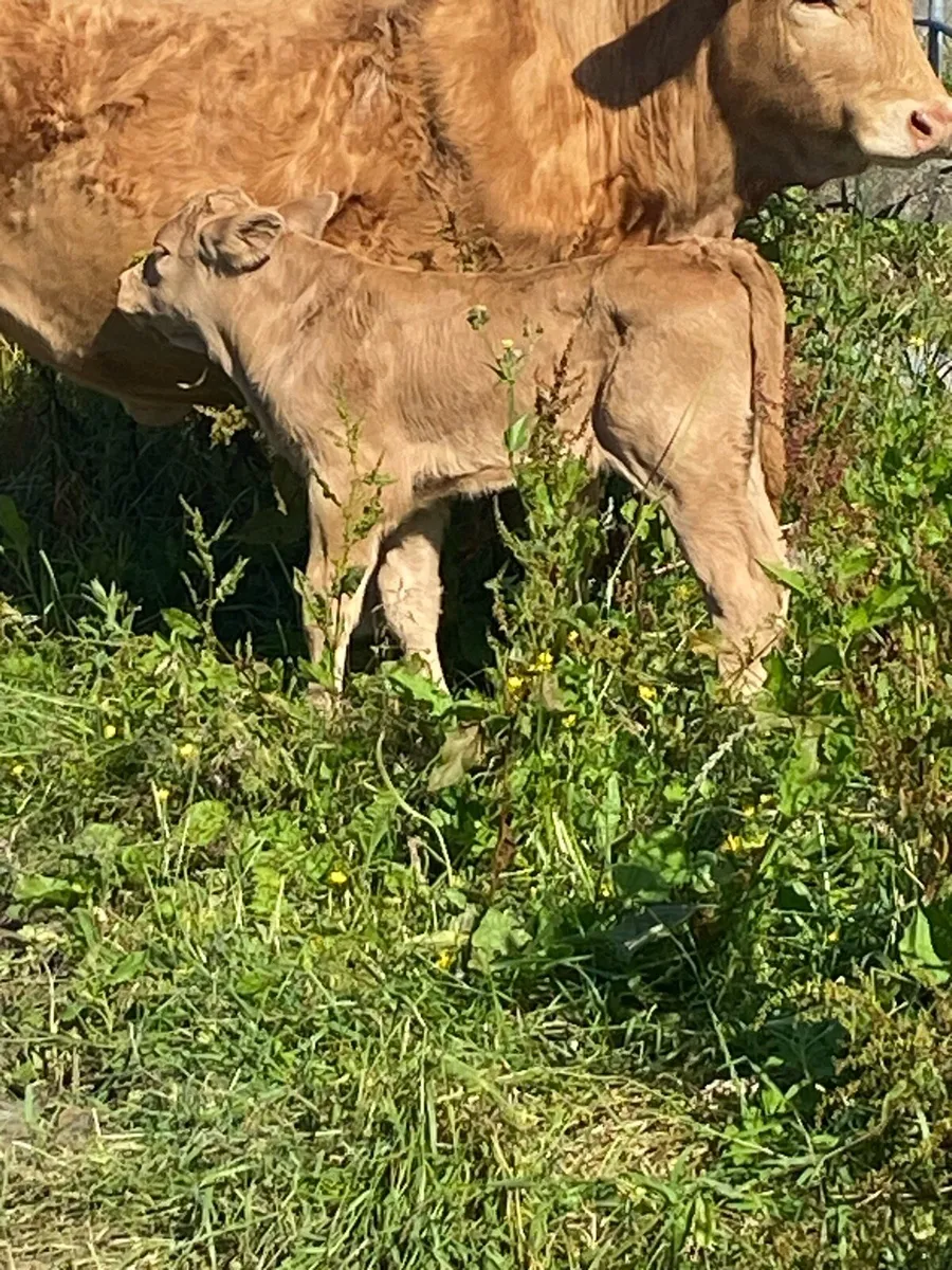 Charolais calf - Image 2
