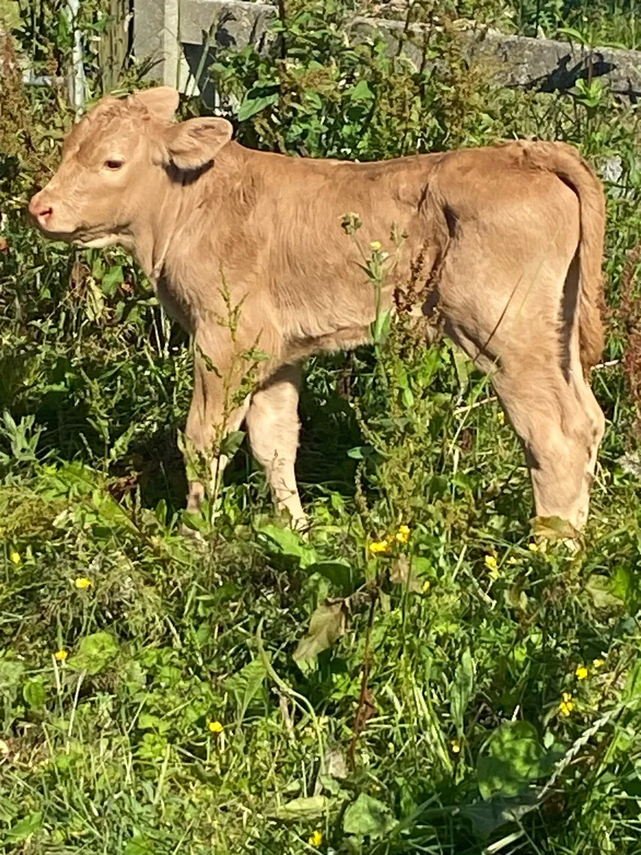 Charolais calf - Image 3