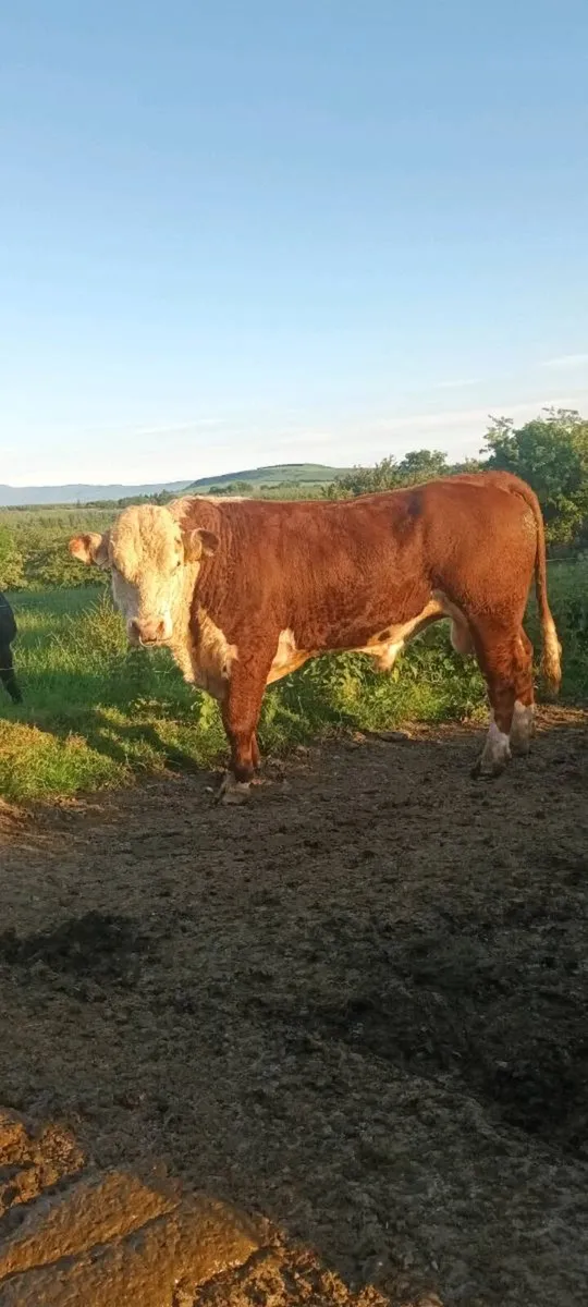 PBR Hereford Bull - Image 1