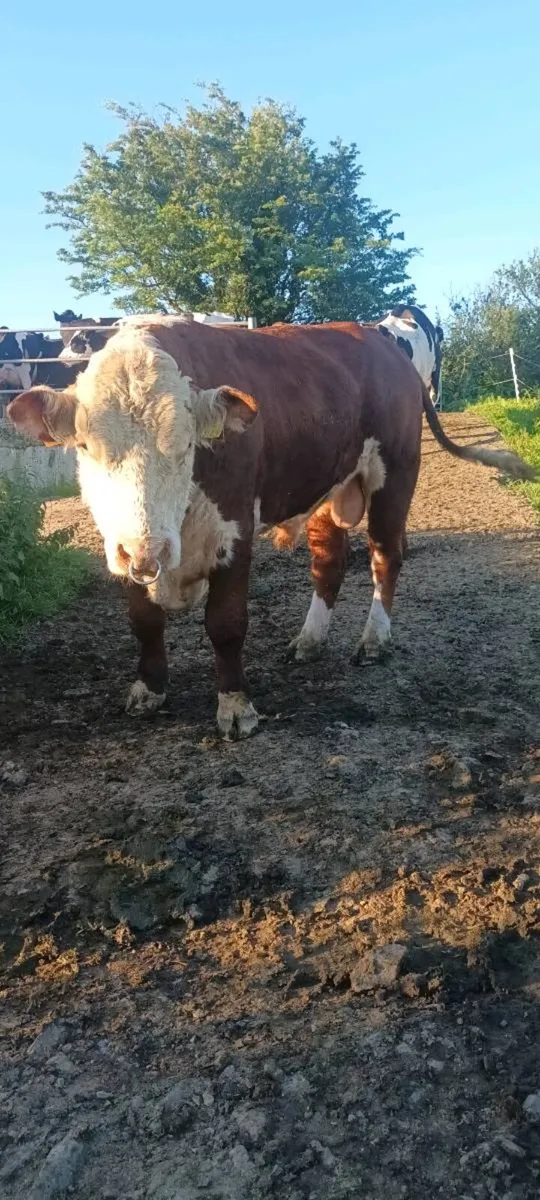 PBR Hereford Bull - Image 2