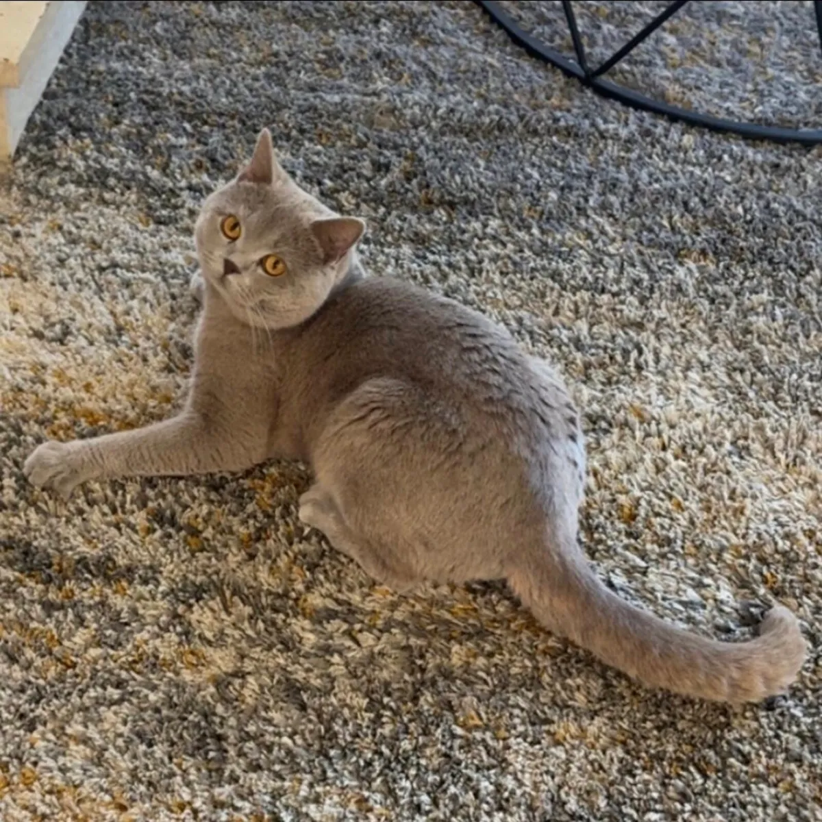 British short hair male cat