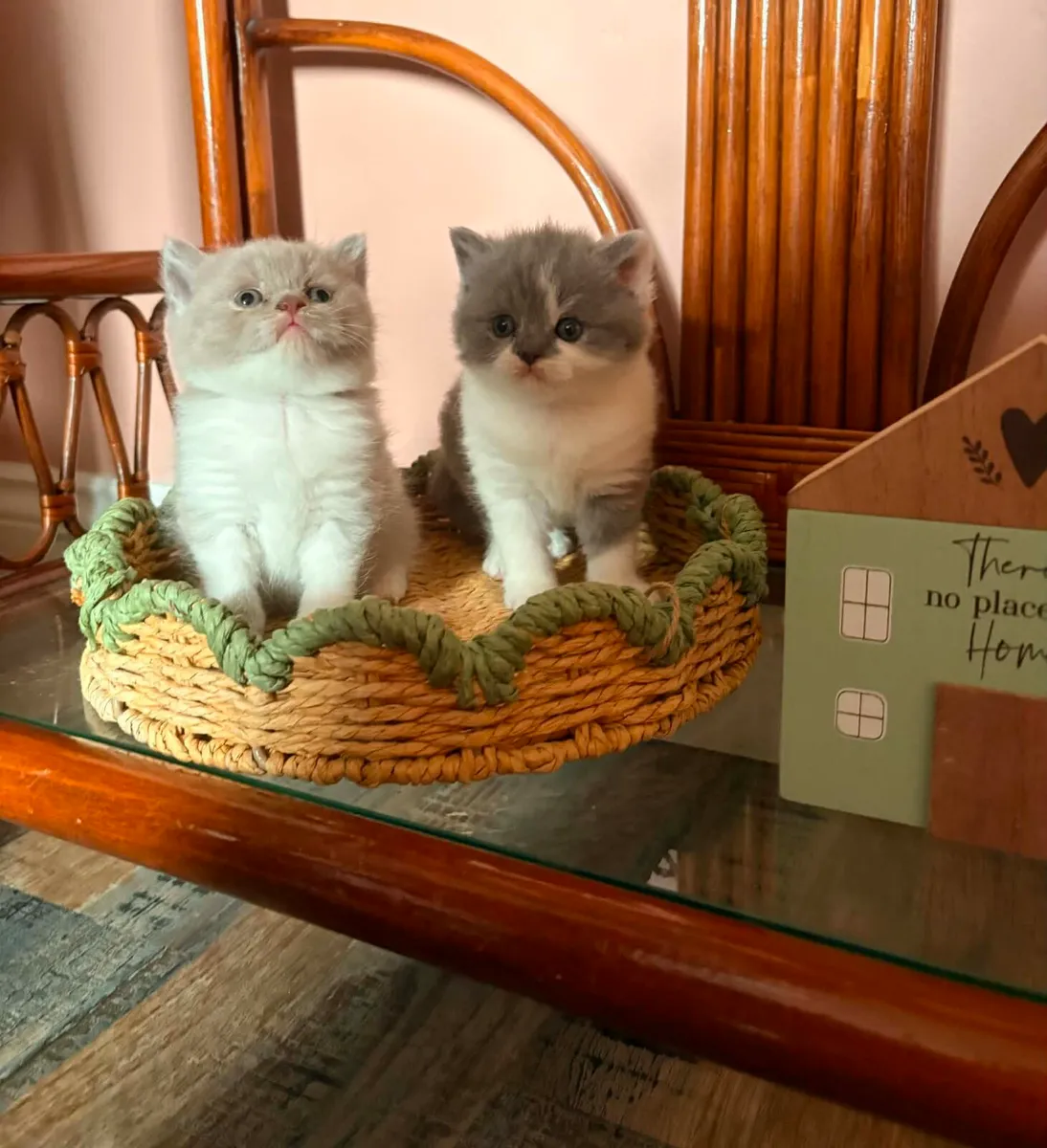 British shorthair kittens gccfi reg - Image 1