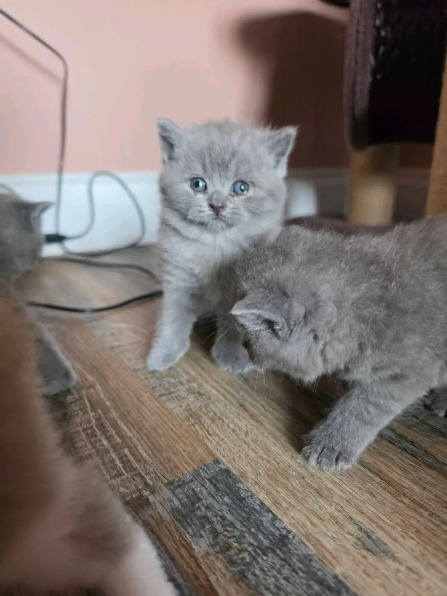 British shorthair kittens gccfi reg - Image 2