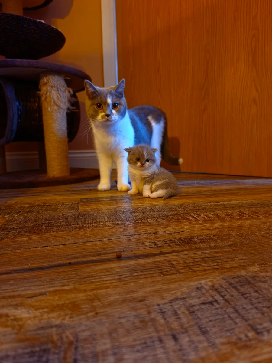 British shorthair kittens gccfi reg - Image 3