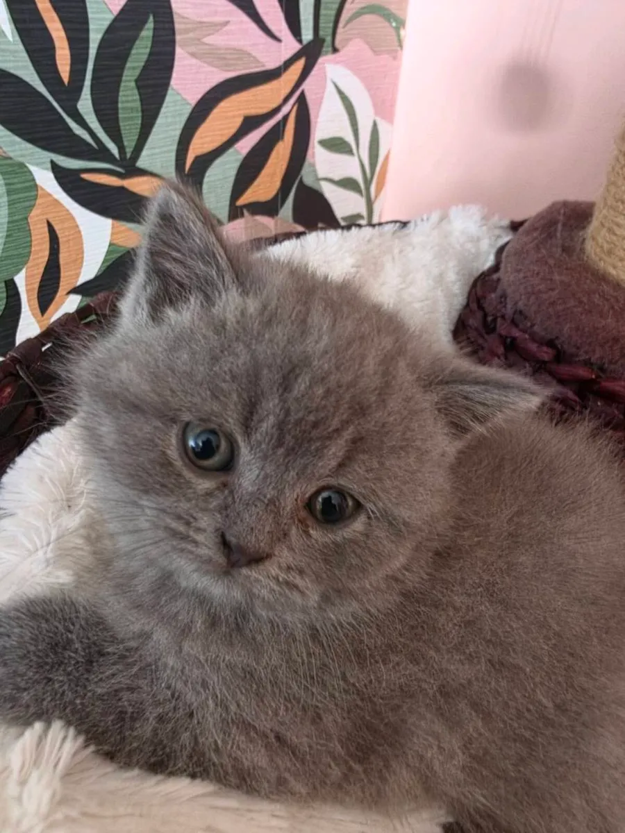 British shorthair kittens gccfi reg - Image 4
