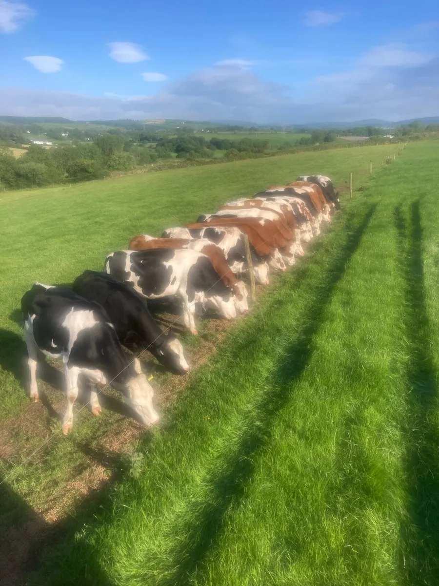 Beef cattle - Image 1