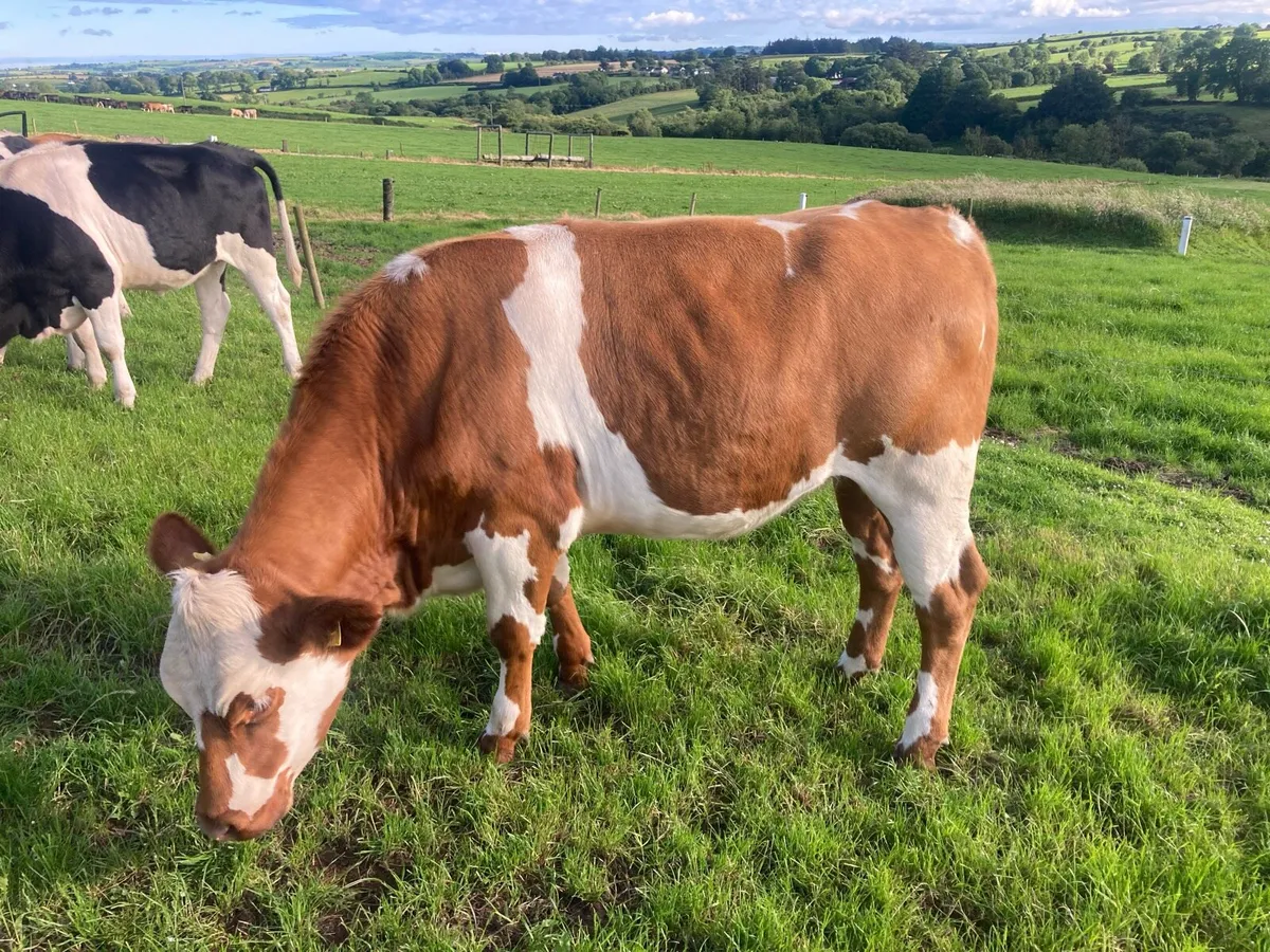 Beef cattle - Image 2