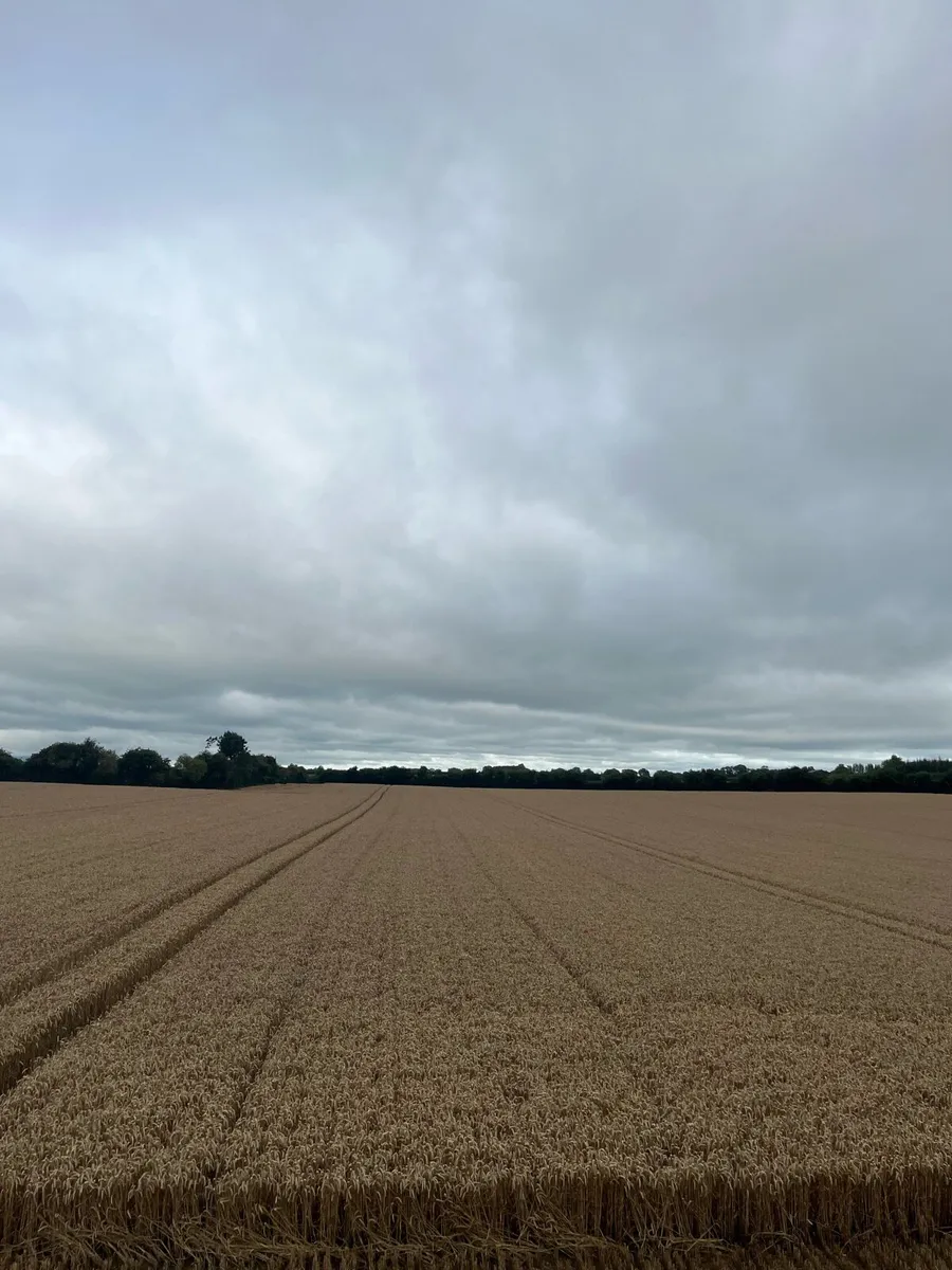 2026 winter wheat straw. €20 per bale 4x4 round - Image 1