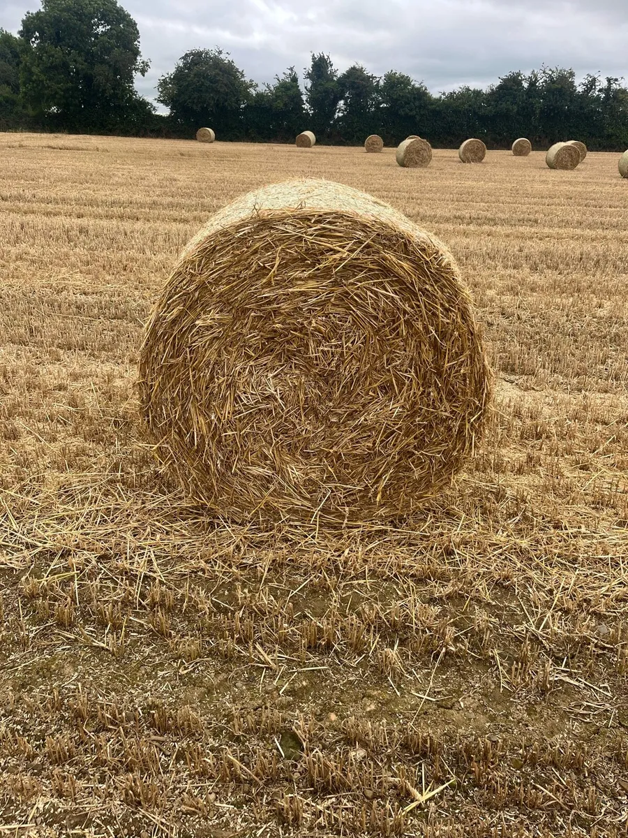 2026 winter wheat straw. €20 per bale 4x4 round - Image 2