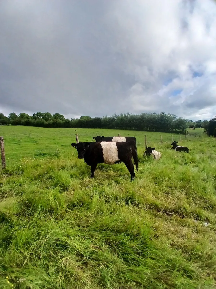 Cattle - Image 1