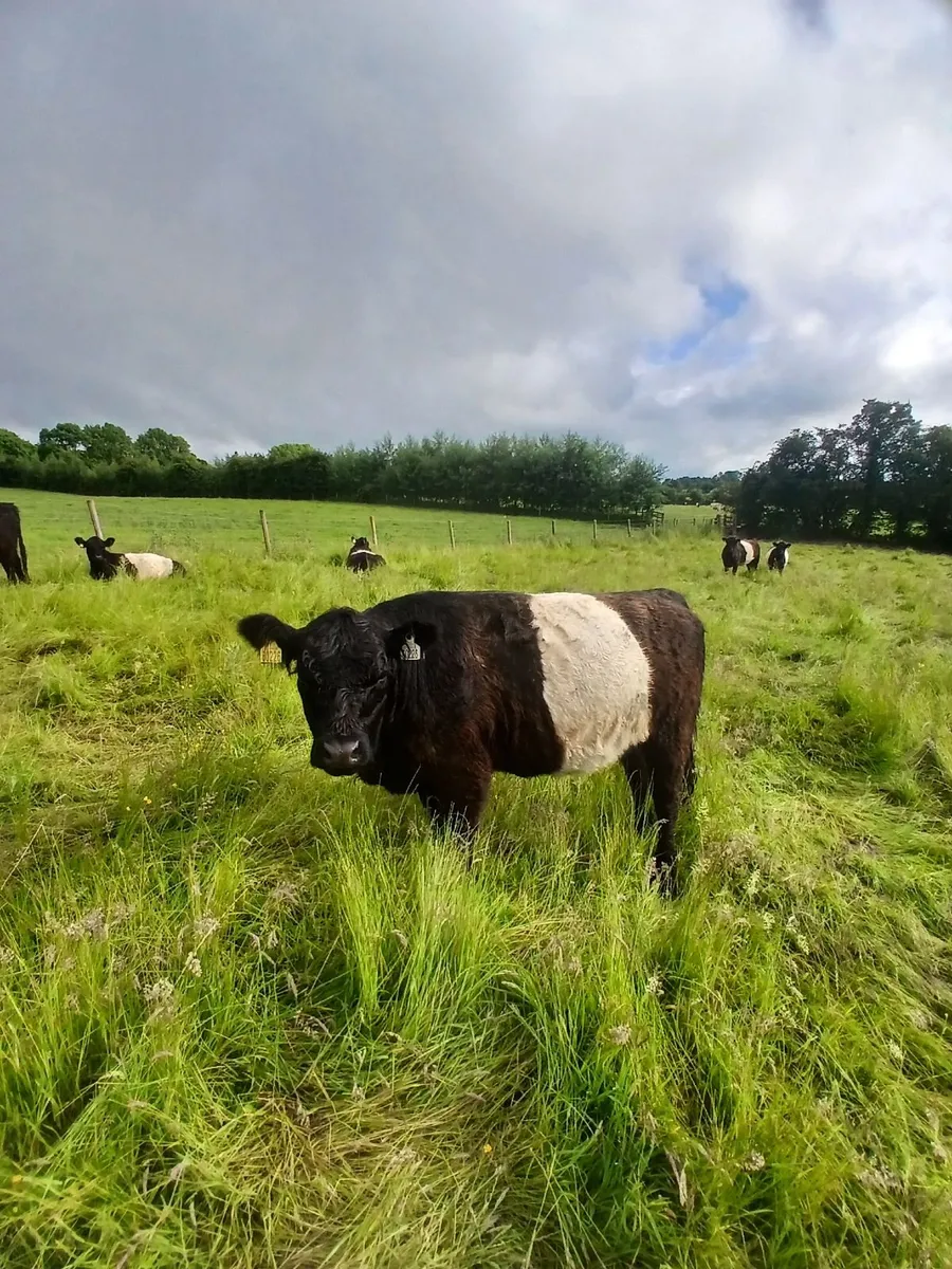 Cattle - Image 2