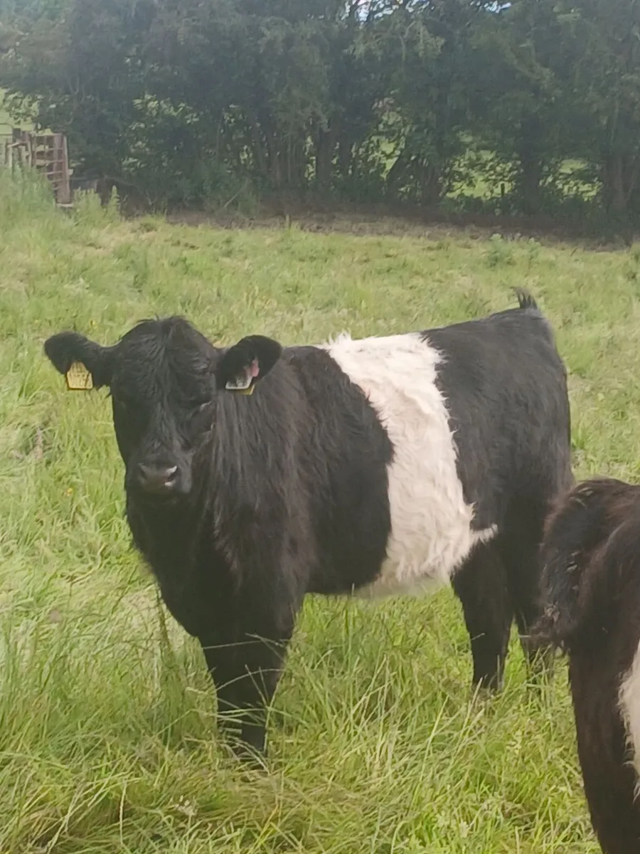Cattle - Image 3