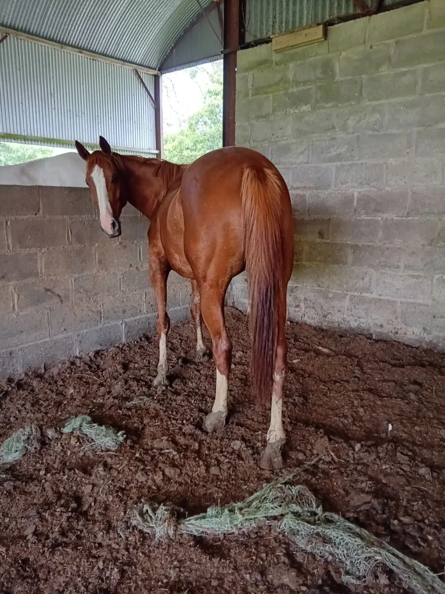 horse - Image 1