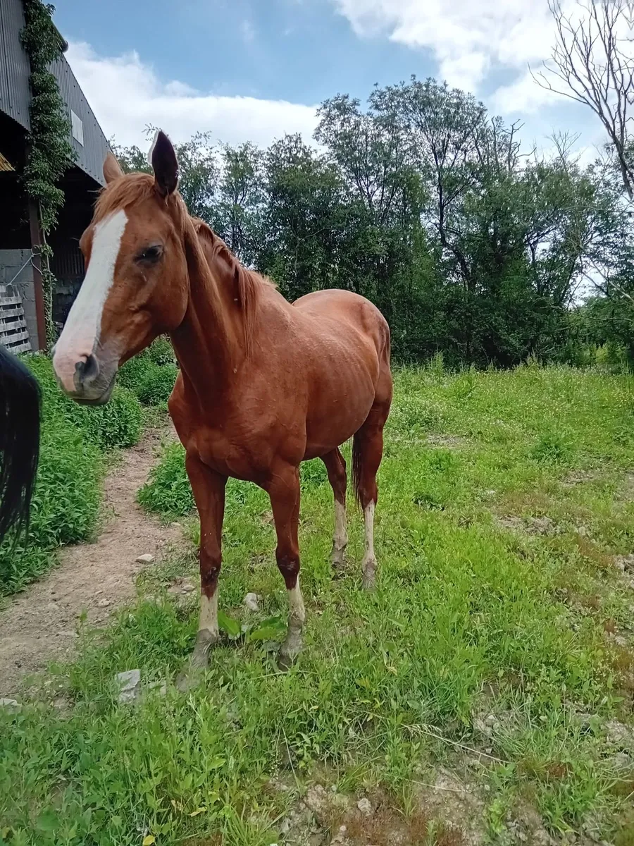 horse - Image 2