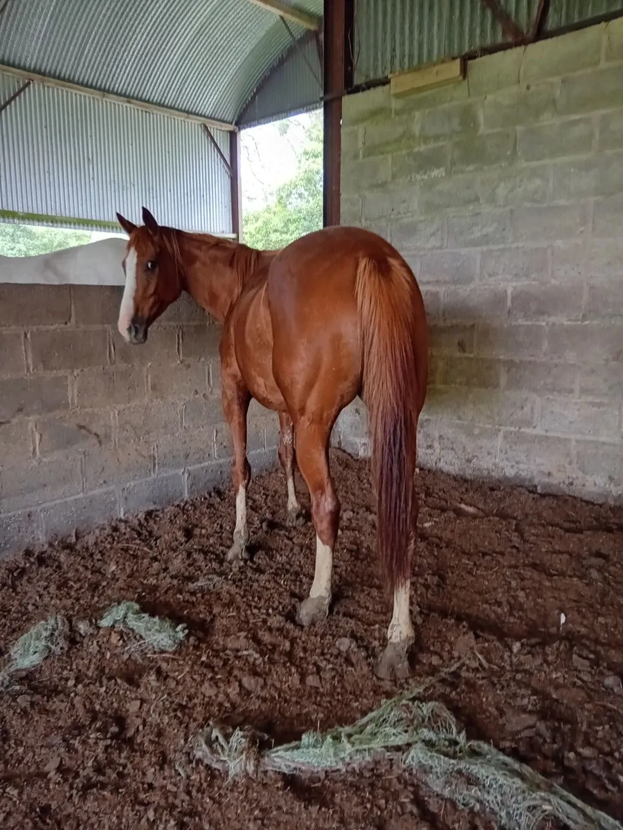 horse - Image 3