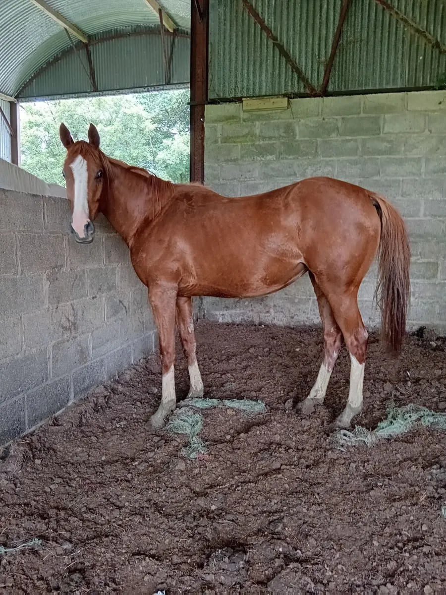 horse - Image 4