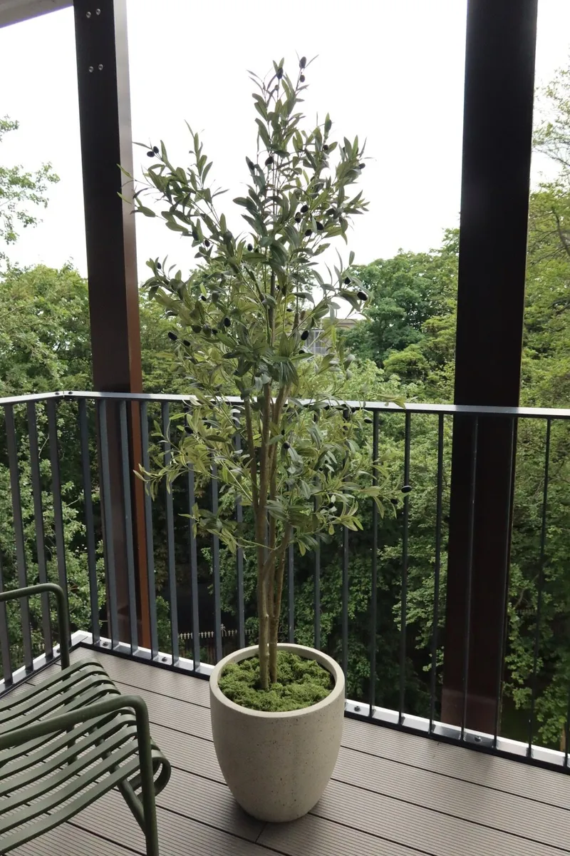 Olive Tree - Image 1