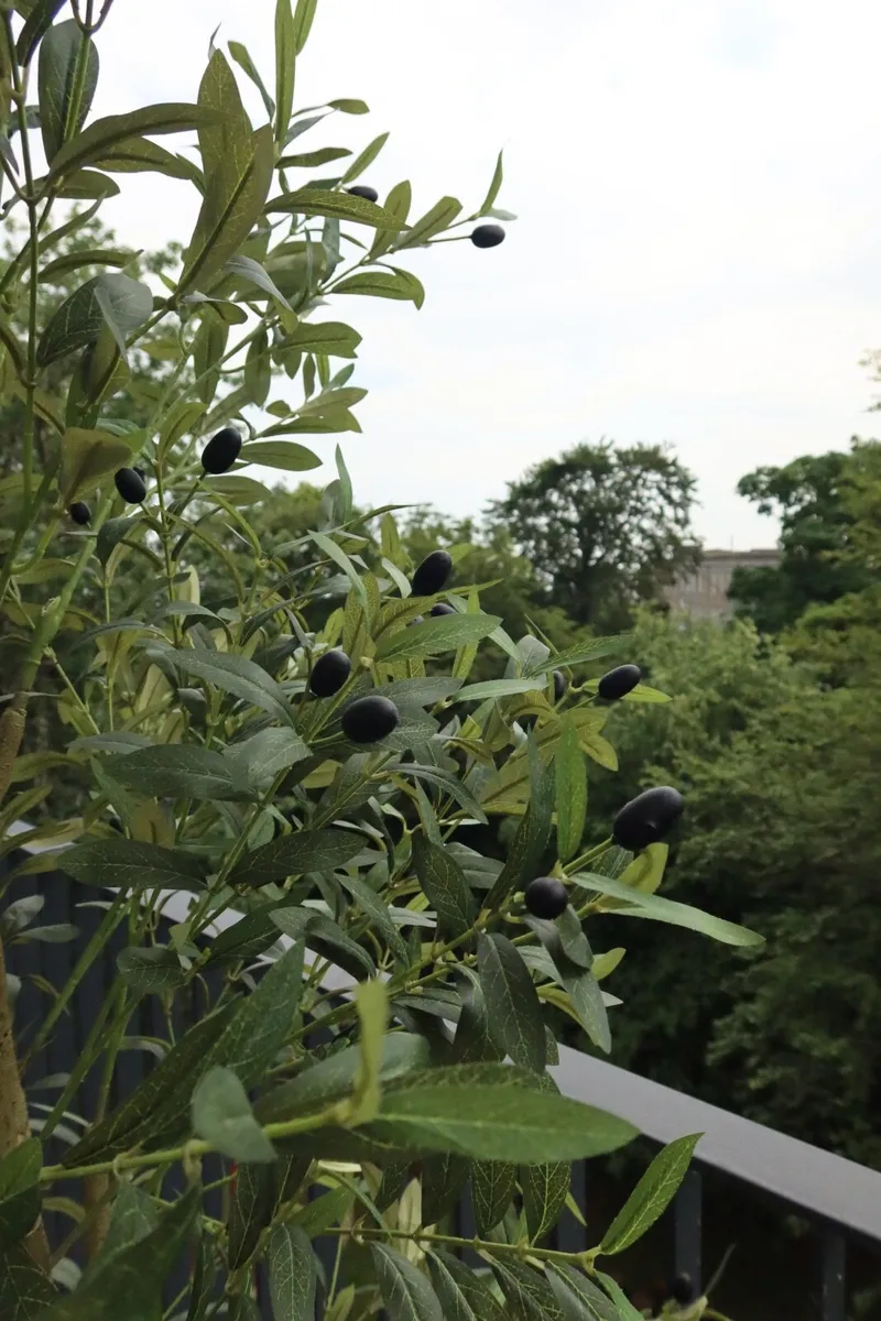 Olive Tree - Image 3