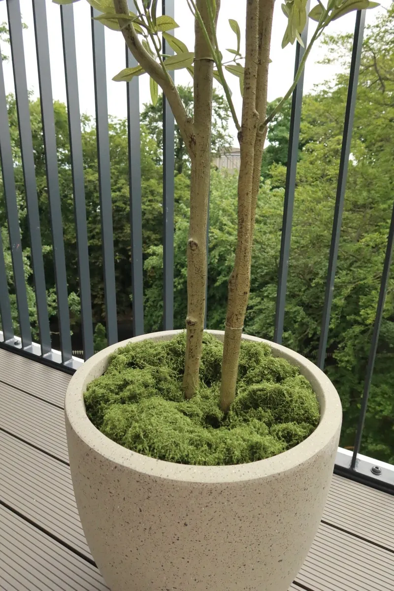 Olive Tree - Image 4