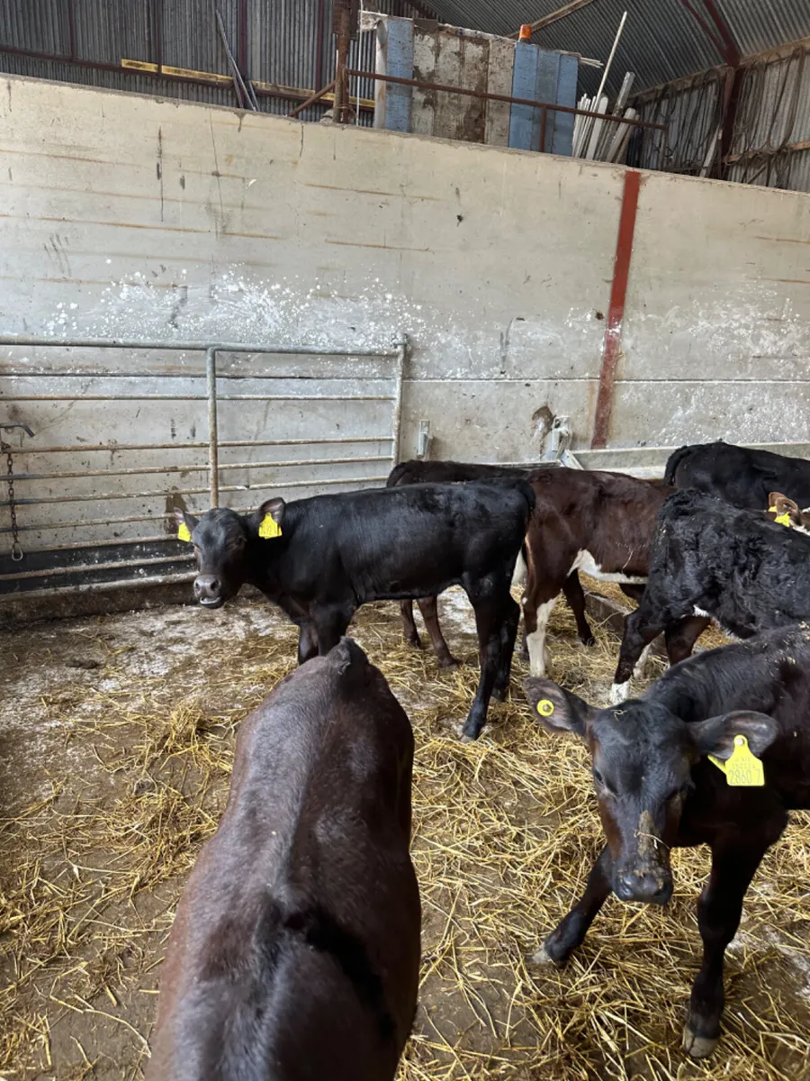 Reared Angus and Hereford heifers - Image 4
