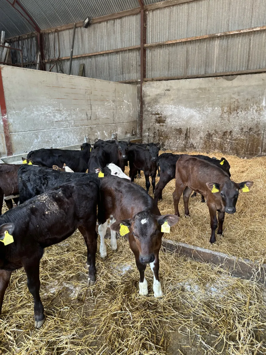 Reared Angus and Hereford heifers - Image 1